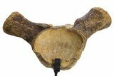 Huge, Fossil Mosasaur (Tylosaurus) Vertebra With Stand - Texas #316016-3